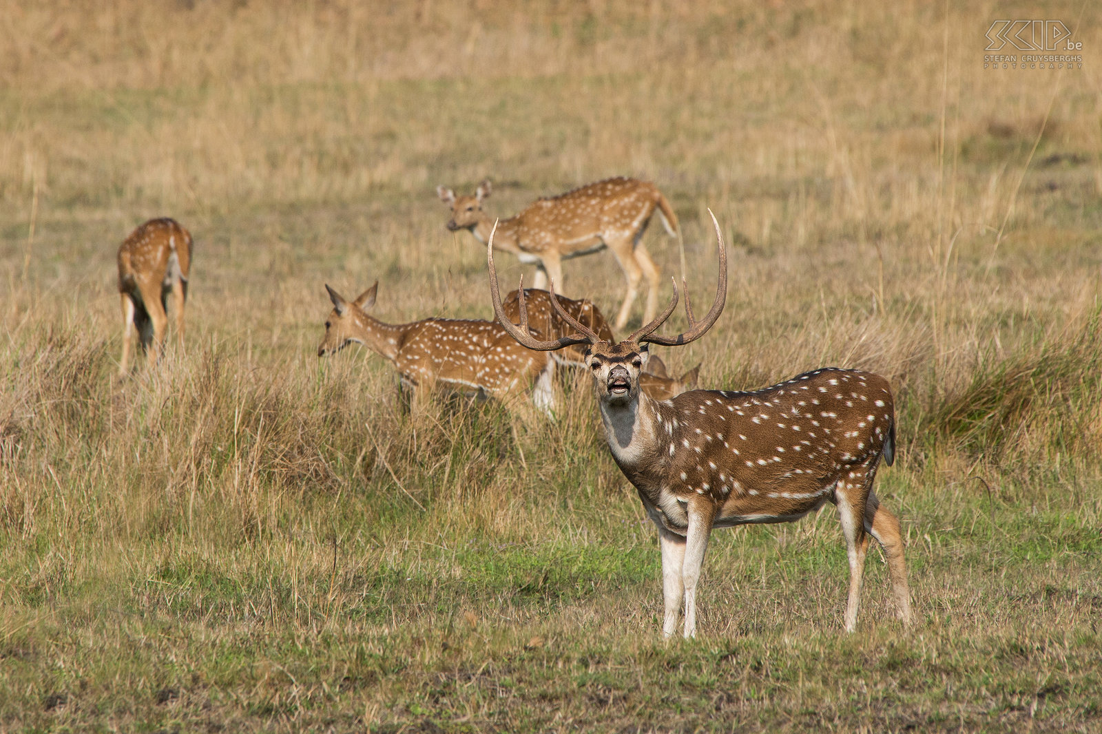 Bandhavgarh - Burlend axis hert Een burlend mannelijk axis hert (Spotted deer/Chital/Cheetal/Axis axis) tijdens de paartijd. Stefan Cruysberghs